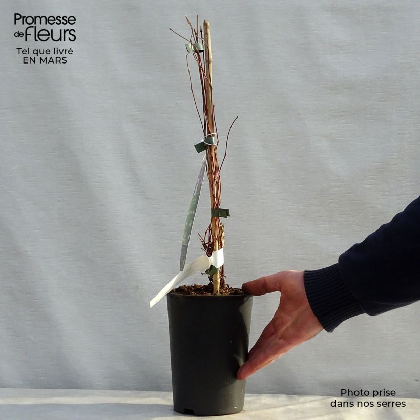 Exemplar von Waldrebe Jan Fopma - Clematis Topf mit 2L/3L wie im Frühjahr geliefert