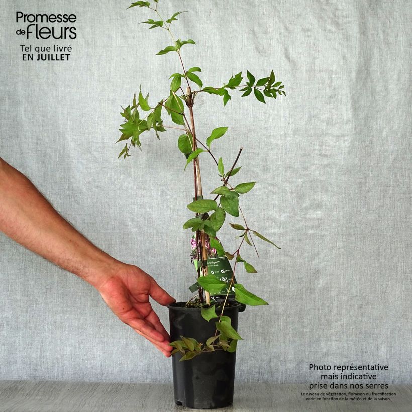 Exemplar von Waldrebe Jan Fopma - Clematis Topf mit 2L/3L wie im Sommer geliefert