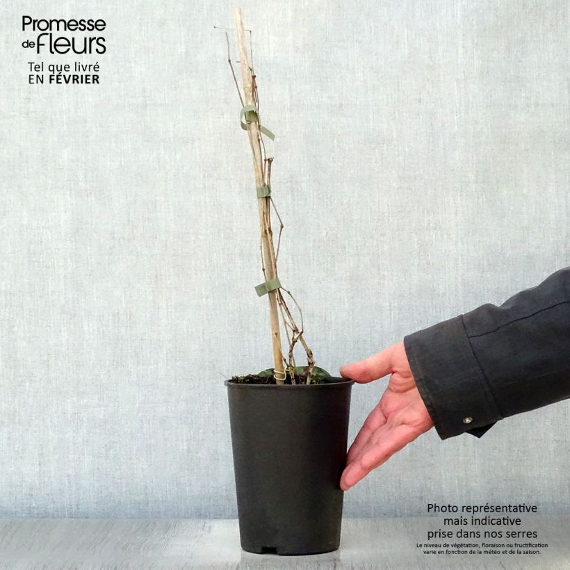 Exemplar von Waldrebe Jan Fopma - Clematis Topf mit 2L/3L wie im Winter geliefert