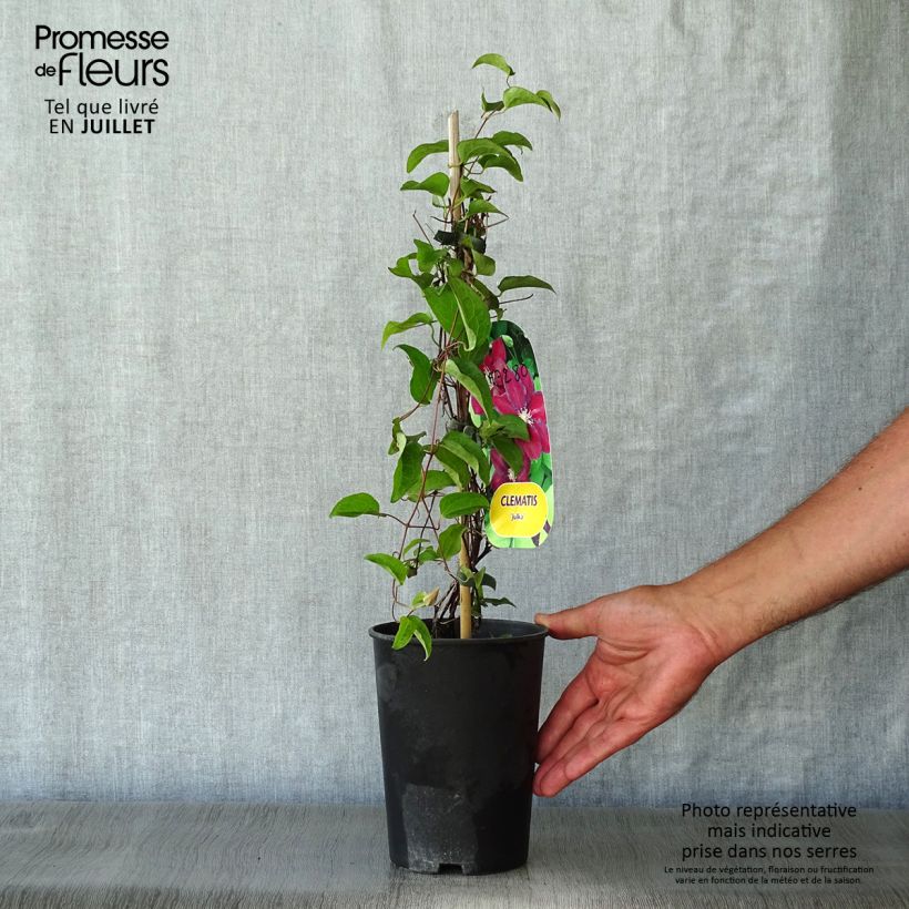 Exemplar von Waldrebe Julka - Clematis Topf mit 1,5L/2L wie im Sommer geliefert