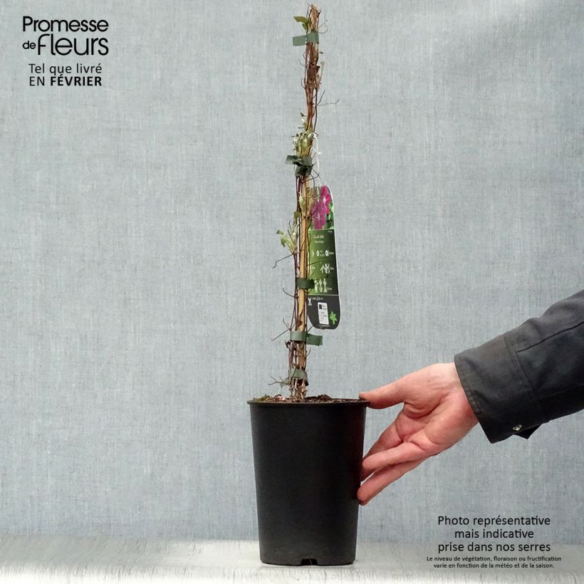 Exemplar von Waldrebe Julka - Clematis Topf mit 1,5L/2L wie im Winter geliefert