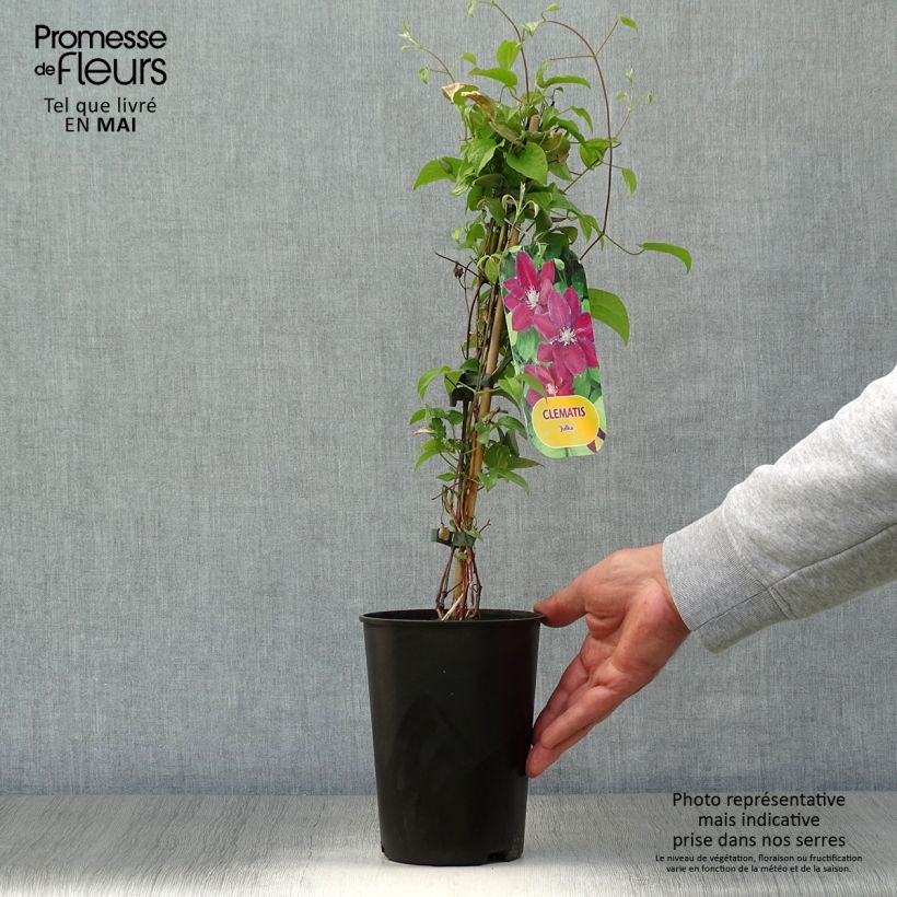 Exemplar von Waldrebe Julka - Clematis Topf mit 1,5L/2L wie im Frühjahr geliefert