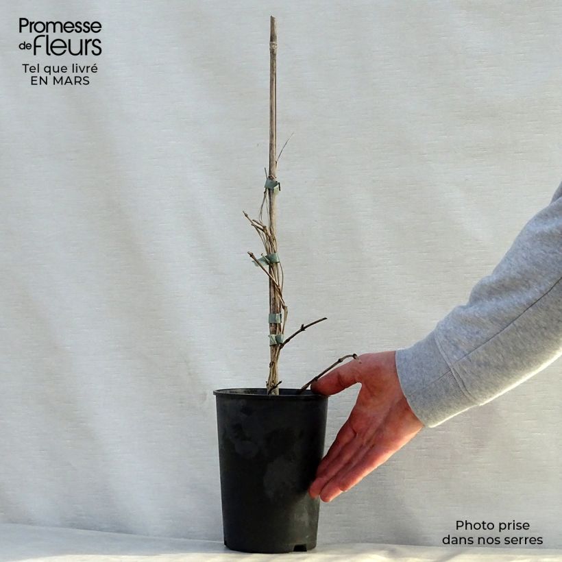 Exemplar von Waldrebe Juuli - Clematis Topf mit 2L/3L wie im Frühjahr geliefert