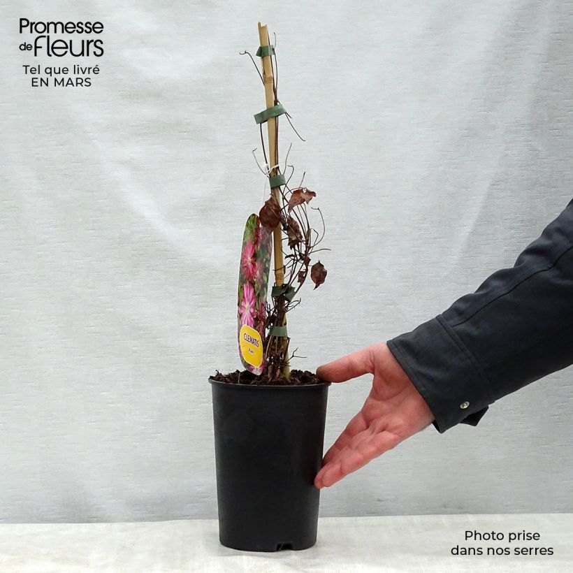 Exemplar von Waldrebe Kaen - Clematis Topf mit 2L/3L wie im Frühjahr geliefert