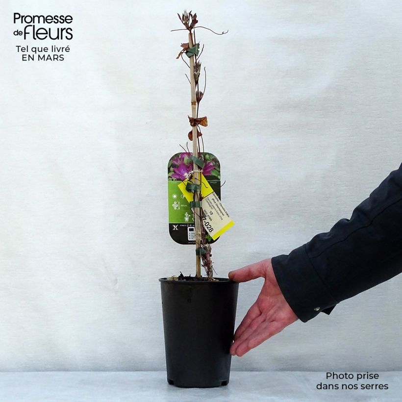 Exemplar von Waldrebe Kakio - Clematis Topf mit 2L/3L wie im Frühjahr geliefert