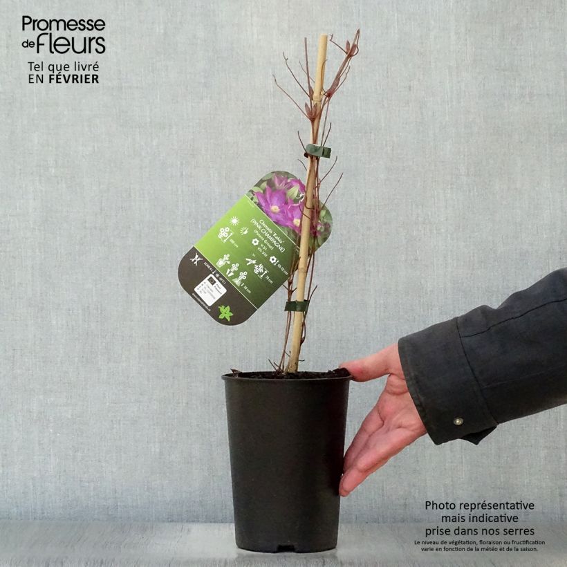 Exemplar von Waldrebe Kakio - Clematis Topf mit 2L/3L wie im Winter geliefert