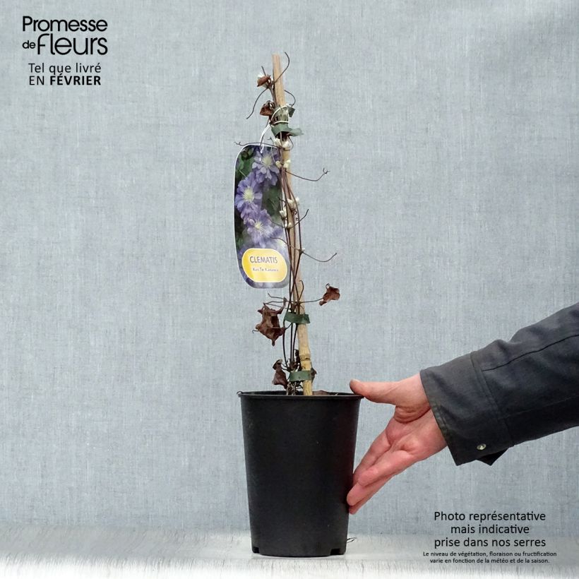 Exemplar von Waldrebe Kiri Te Kanawa - Clematis Topf mit 2L/3L wie im Winter geliefert
