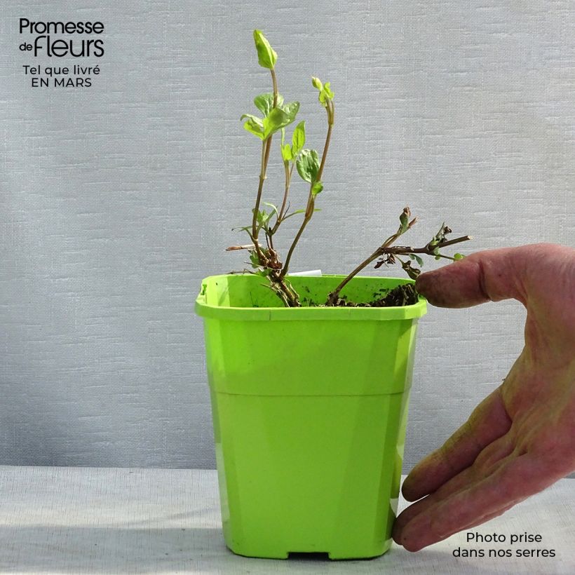 Exemplar von Waldrebe Kokonoe - Clematis Topf mit 1L/1,5L wie im Frühjahr geliefert