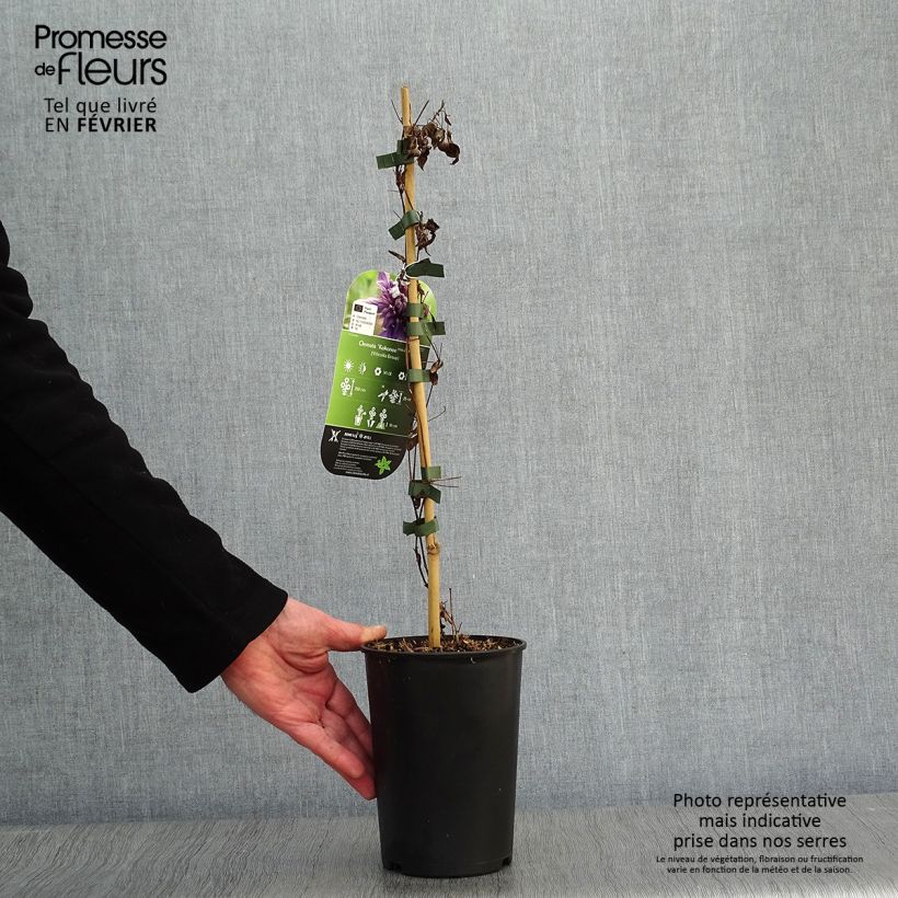 Exemplar von Waldrebe Kokonoe - Clematis Topf mit 2L/3L wie im Winter geliefert