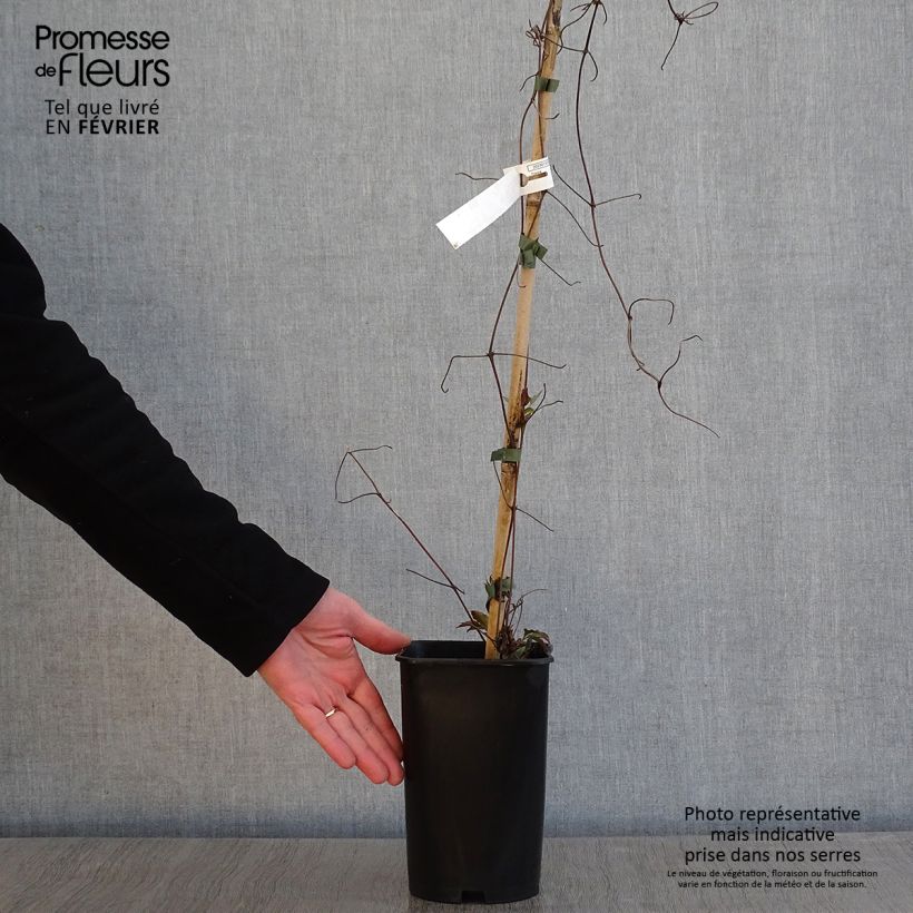 Exemplar von Waldrebe Lasurstern - Clematis Topf mit 1,5L/2L wie im Winter geliefert