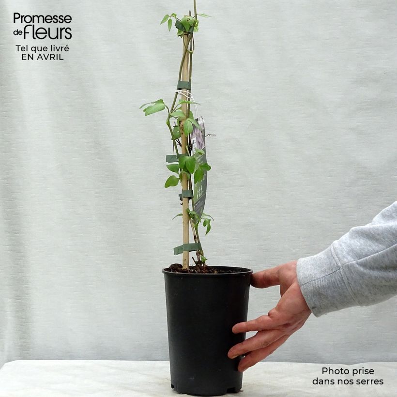 Exemplar von Clematis jackmanii Lucky Charm - Waldrebe Topf mit 2L/3L wie im Frühjahr geliefert