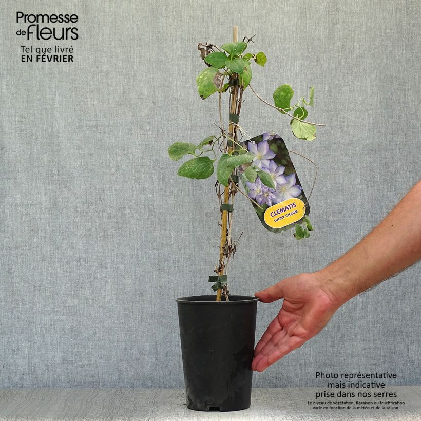 Exemplar von Clematis jackmanii Lucky Charm - Waldrebe Topf mit 2L/3L wie im Herbst geliefert