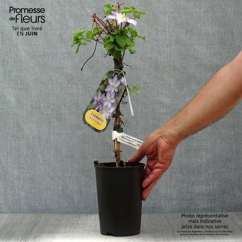 Exemplar von Clematis jackmanii Lucky Charm - Waldrebe Topf mit 2L/3L wie im Sommer geliefert