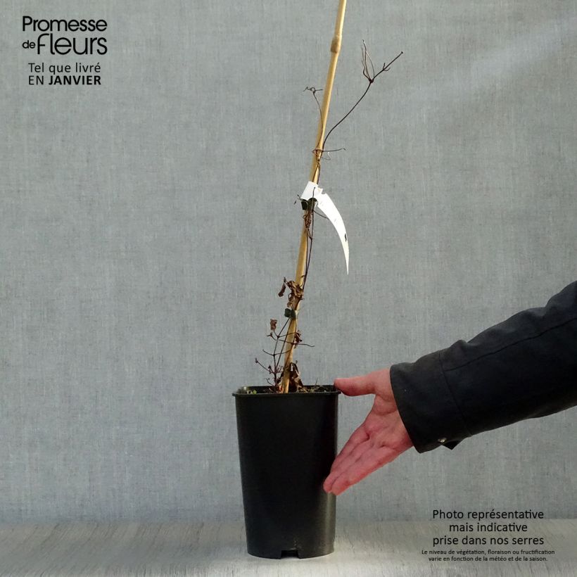 Exemplar von Clematis jackmanii Madame Edouard André - Waldrebe Topf mit 2L/3L wie im Winter geliefert