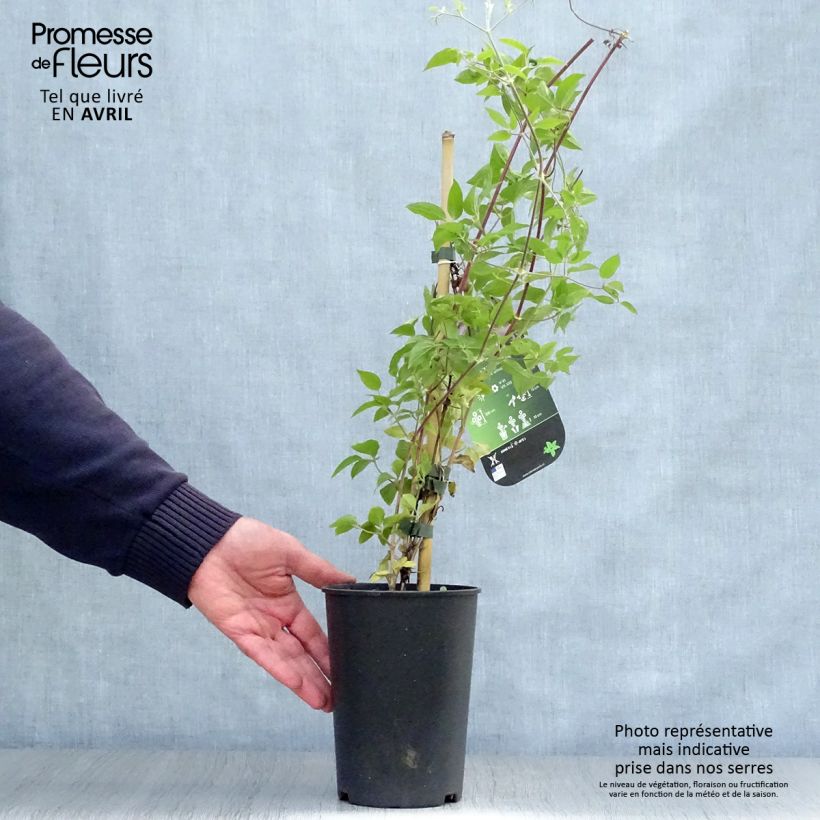 Exemplar von Waldrebe Margaret Hunt - Clematis Topf mit 1,5L/2L wie im Frühjahr geliefert