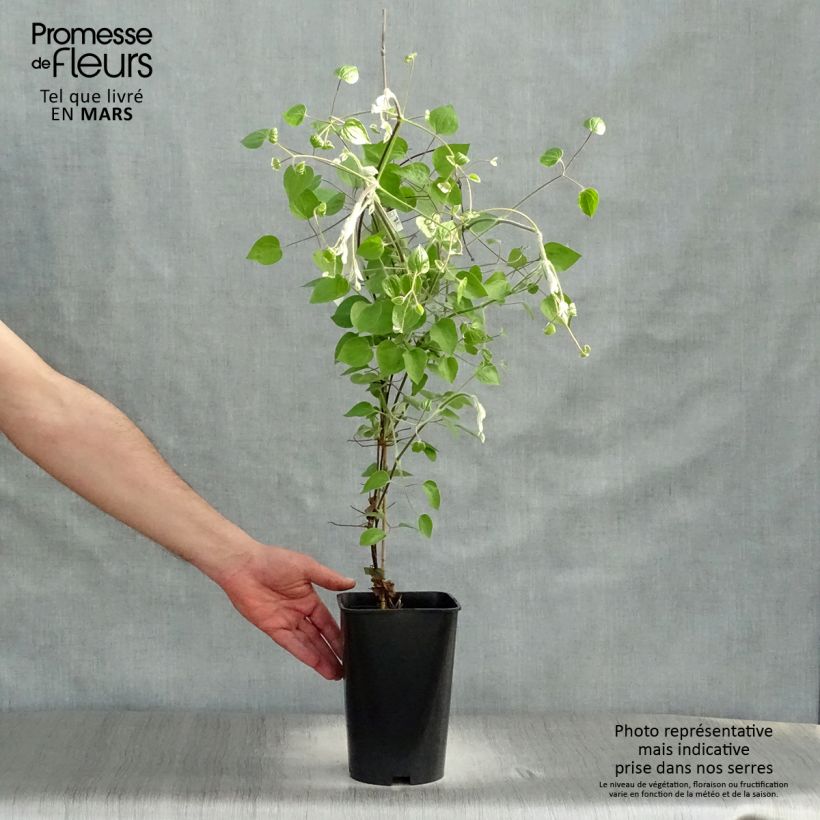 Exemplar von Waldrebe Maria Skłodowska Curie - Clematis Topf mit 2L/3L wie im Frühjahr geliefert