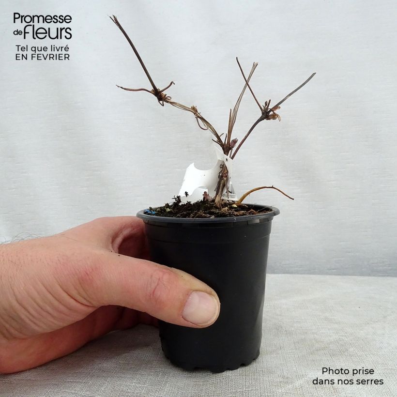 Exemplar von Waldrebe Miss Bateman - Clematis Kleine Töpfe von 8/9 cm wie im Winter geliefert