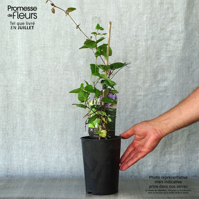 Exemplar von Waldrebe Mon Amour - Clematis Topf mit 2L/3L wie im Sommer geliefert