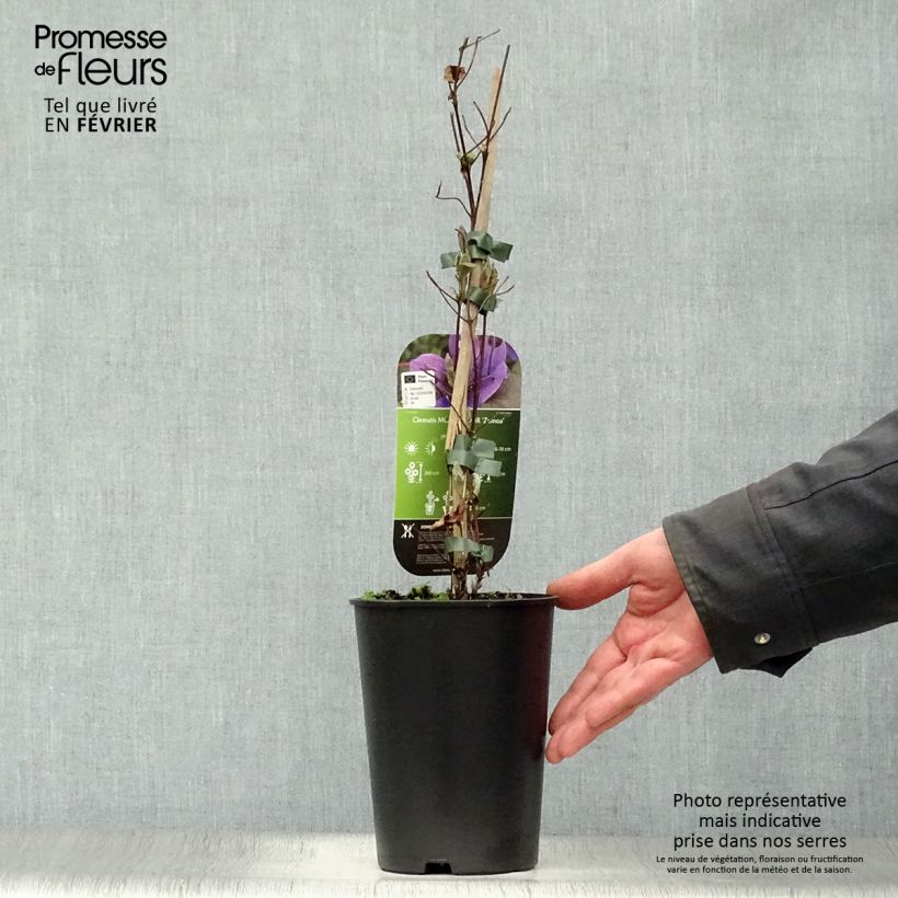 Exemplar von Waldrebe Mon Amour - Clematis Topf mit 2L/3L wie im Winter geliefert