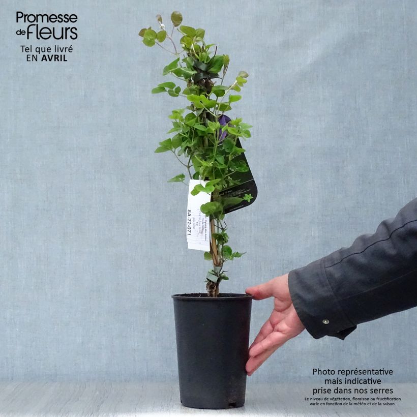 Exemplar von Waldrebe Mon Amour - Clematis Topf mit 2L/3L wie im Frühjahr geliefert