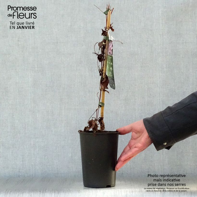 Exemplar von Waldrebe Morning Star - Clematis Topf mit 2L/3L wie im Winter geliefert