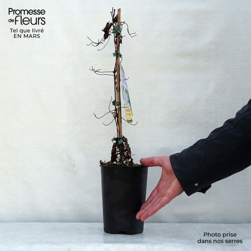 Exemplar von Waldrebe Morning Star - Clematis Topf mit 2L/3L wie im Frühjahr geliefert