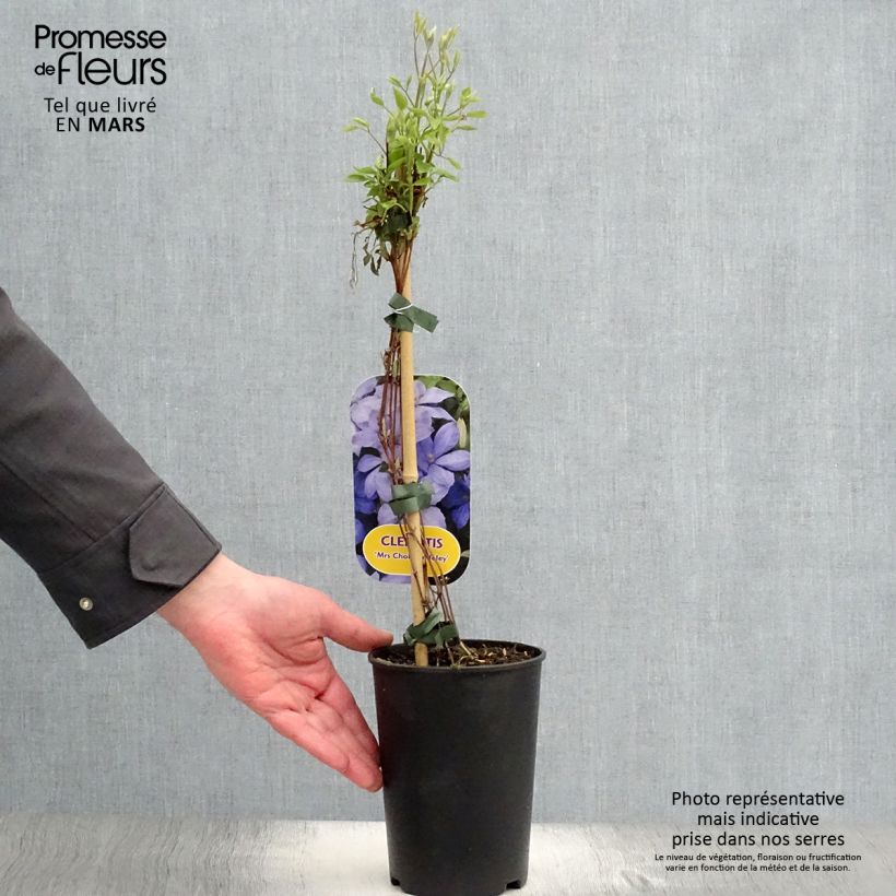 Exemplar von Waldrebe Mrs Cholmondeley - Clematis Topf mit 1,5L/2L wie im Frühjahr geliefert