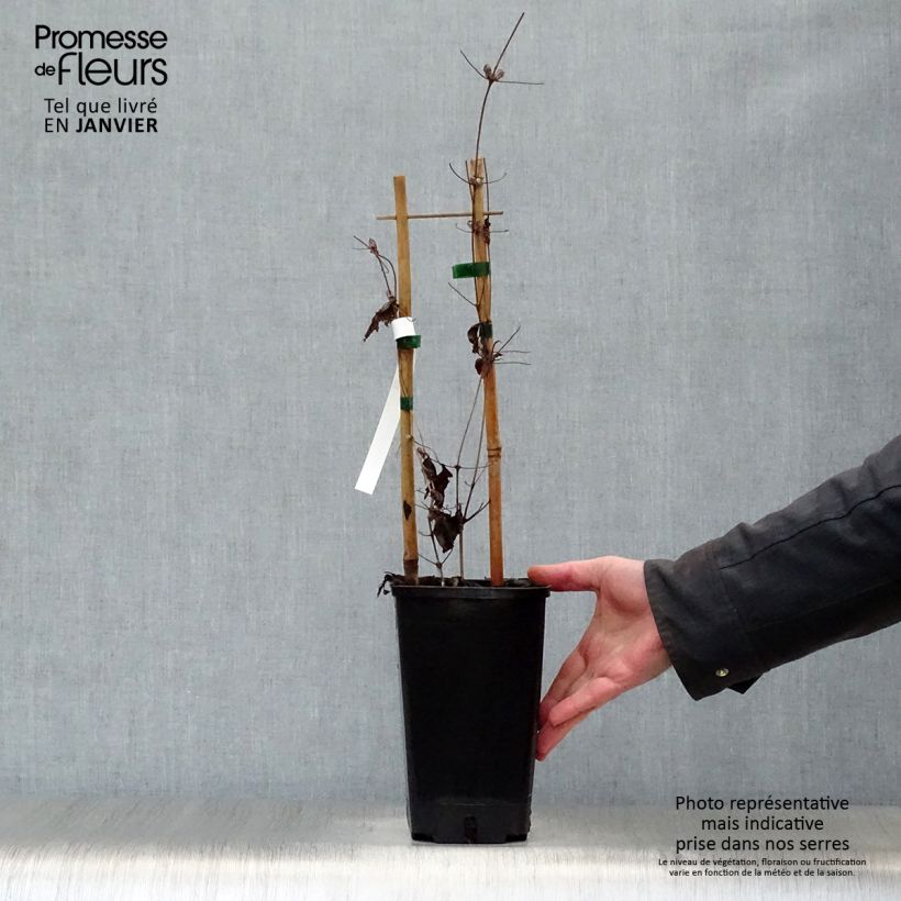 Exemplar von Waldrebe Mrs. Georges Jackman - Clematis Topf mit 2L/3L wie im Winter geliefert