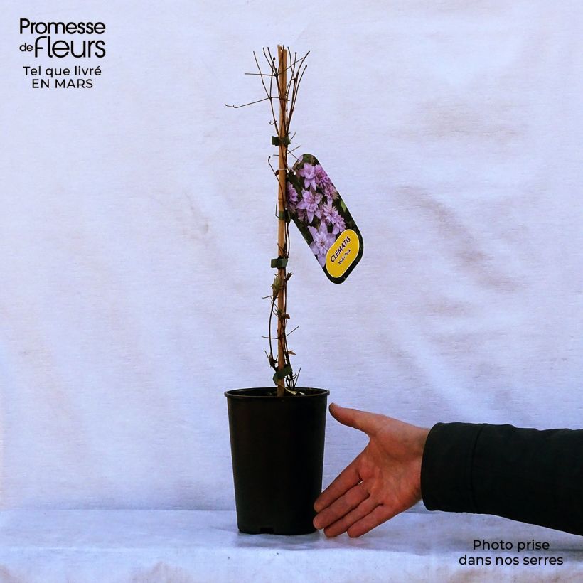 Exemplar von Waldrebe Multi Pink - Clematis Topf mit 2L/3L wie im Frühjahr geliefert