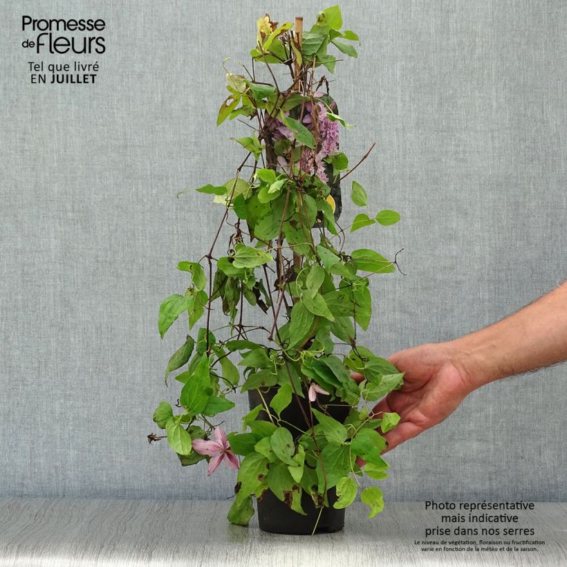 Exemplar von Waldrebe Multi Pink - Clematis Topf mit 2L/3L wie im Sommer geliefert