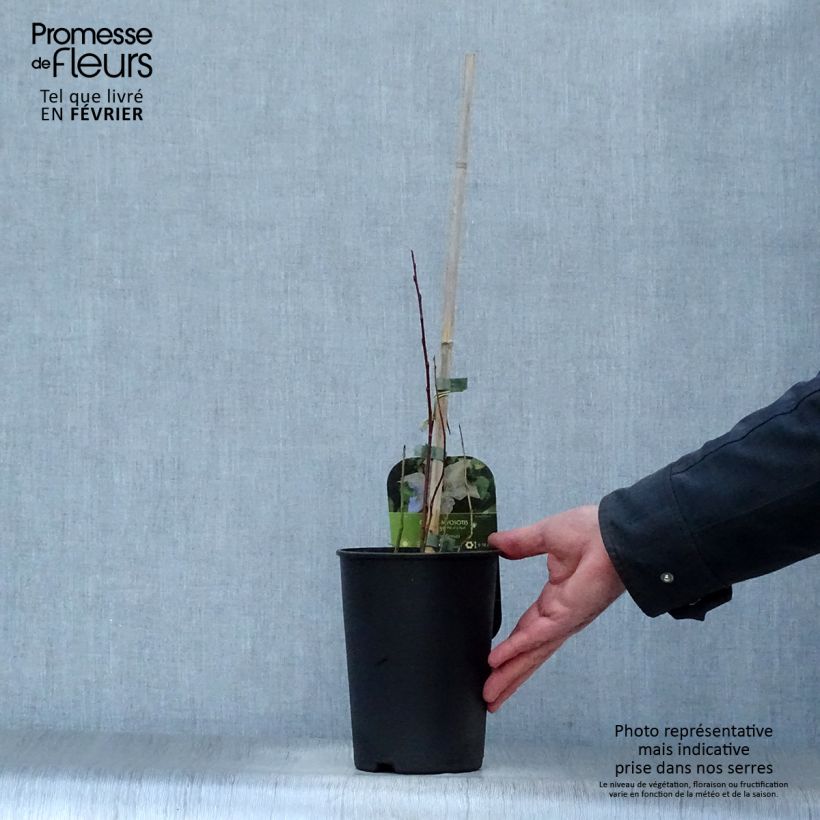 Exemplar von Waldrebe Myosotis - Clematis Topf mit 2L/3L wie im Winter geliefert