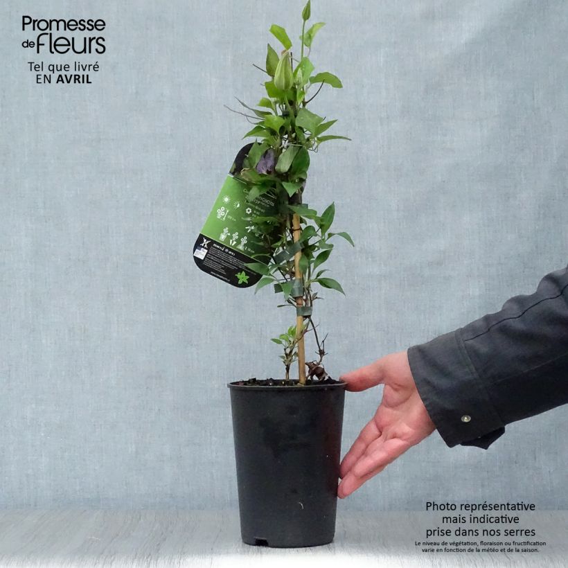 Exemplar von Waldrebe Myosotis - Clematis Topf mit 2L/3L wie im Frühjahr geliefert