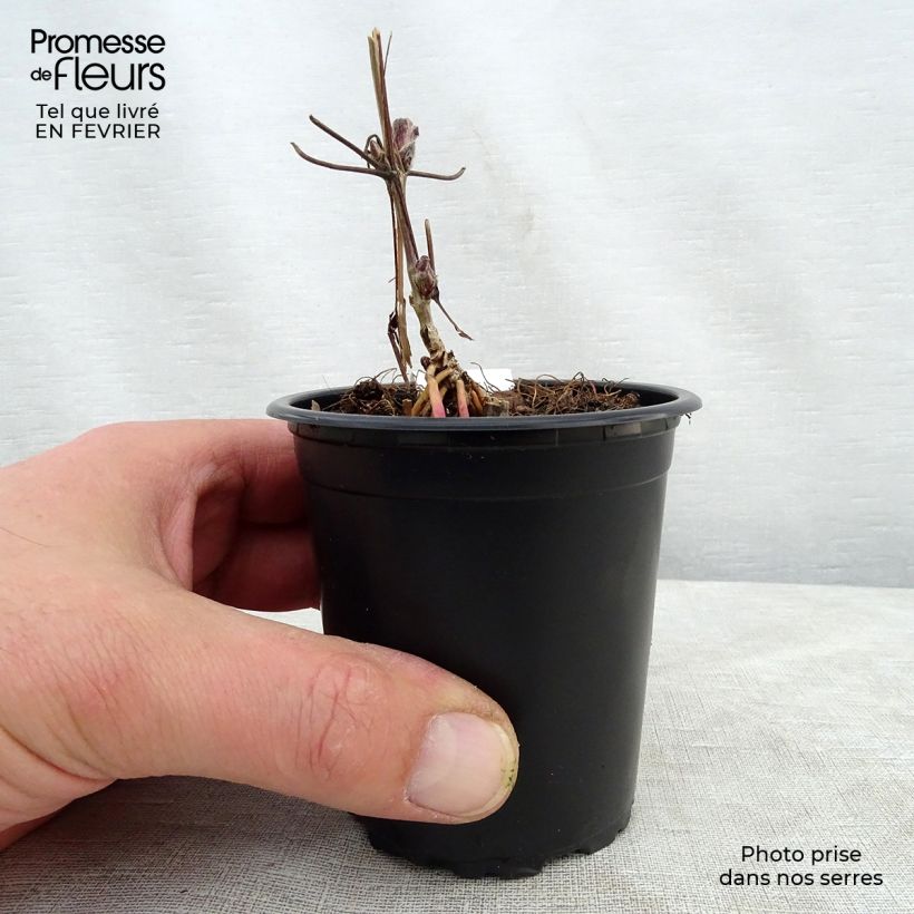 Exemplar von Clematis lanuginosa Nelly Moser - Waldrebe Kleine Töpfe von 8/9 cm wie im Winter geliefert