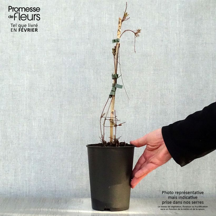 Exemplar von Clematis lanuginosa Nelly Moser - Waldrebe Topf mit 2L/3L wie im Winter geliefert