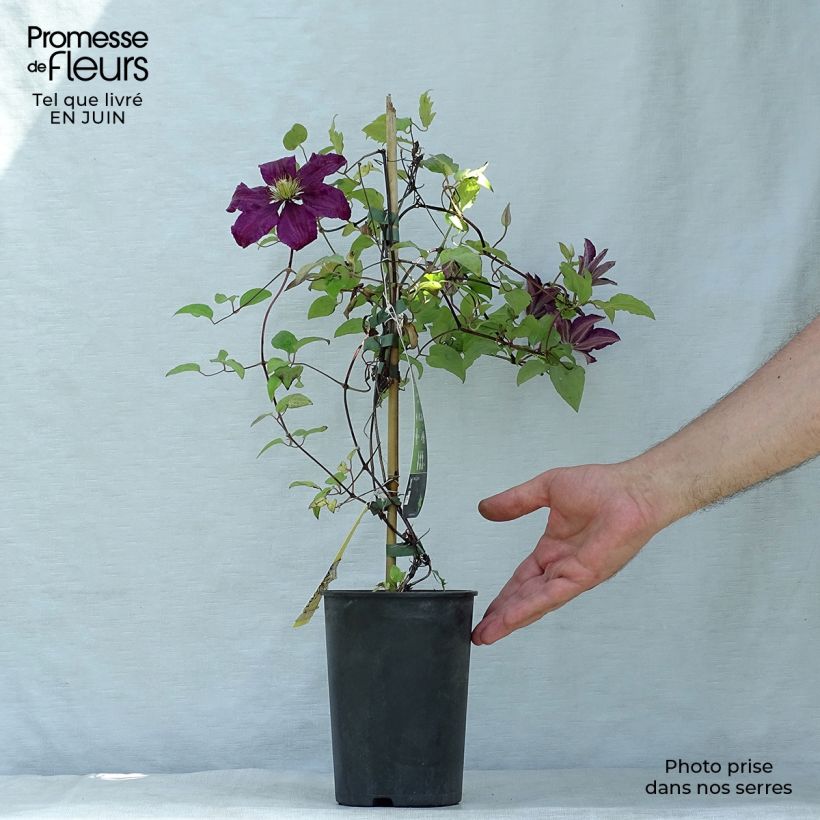Exemplar von Waldrebe Niobe - Clematis Topf mit 2L/3L wie im Sommer geliefert