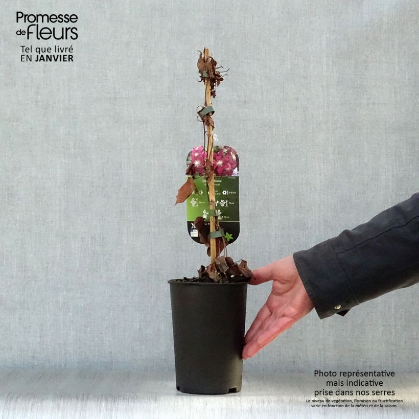 Exemplar von Waldrebe Niobe - Clematis Topf mit 2L/3L wie im Winter geliefert