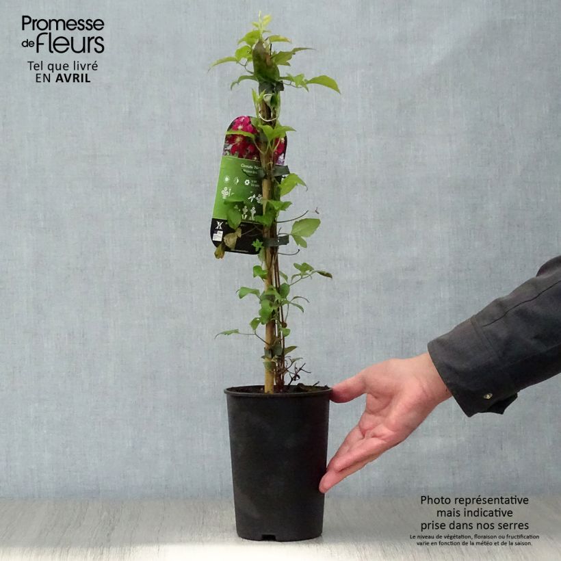 Exemplar von Waldrebe Niobe - Clematis Topf mit 2L/3L wie im Frühjahr geliefert