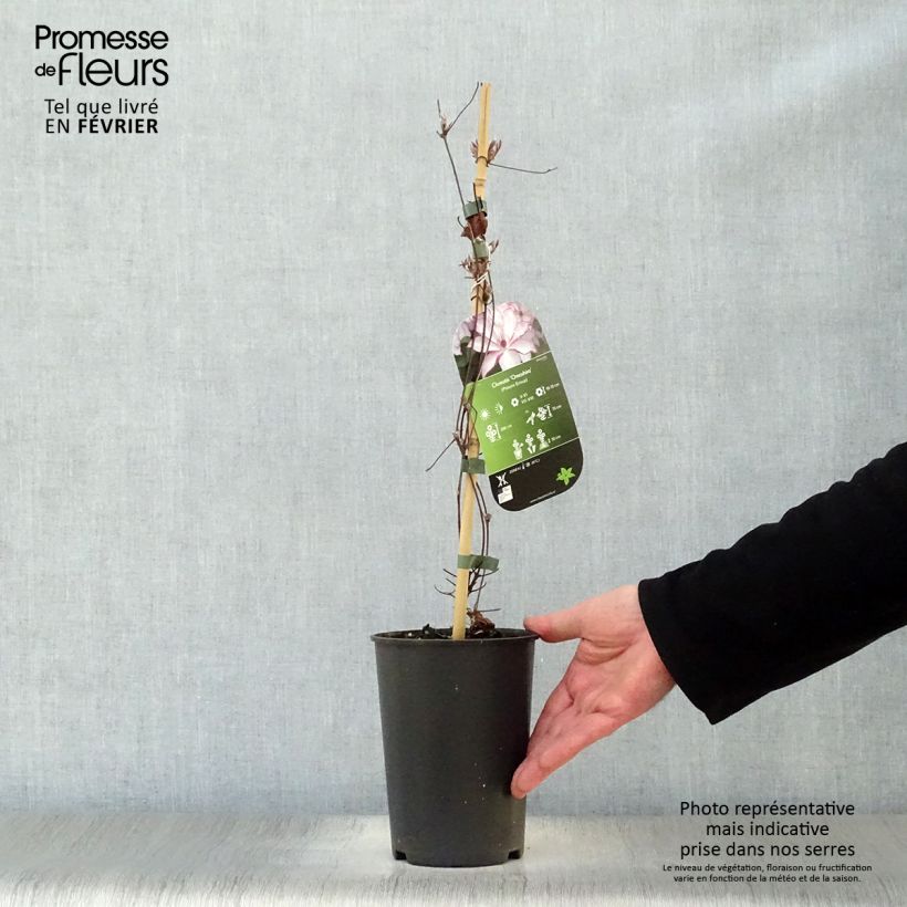 Exemplar von Waldrebe Omoshiro - Clematis Topf mit 2L/3L wie im Winter geliefert