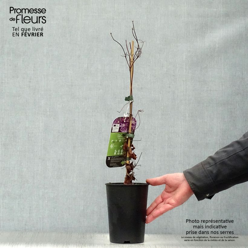 Exemplar von Waldrebe Palette - Clematis Topf mit 2L/3L wie im Winter geliefert