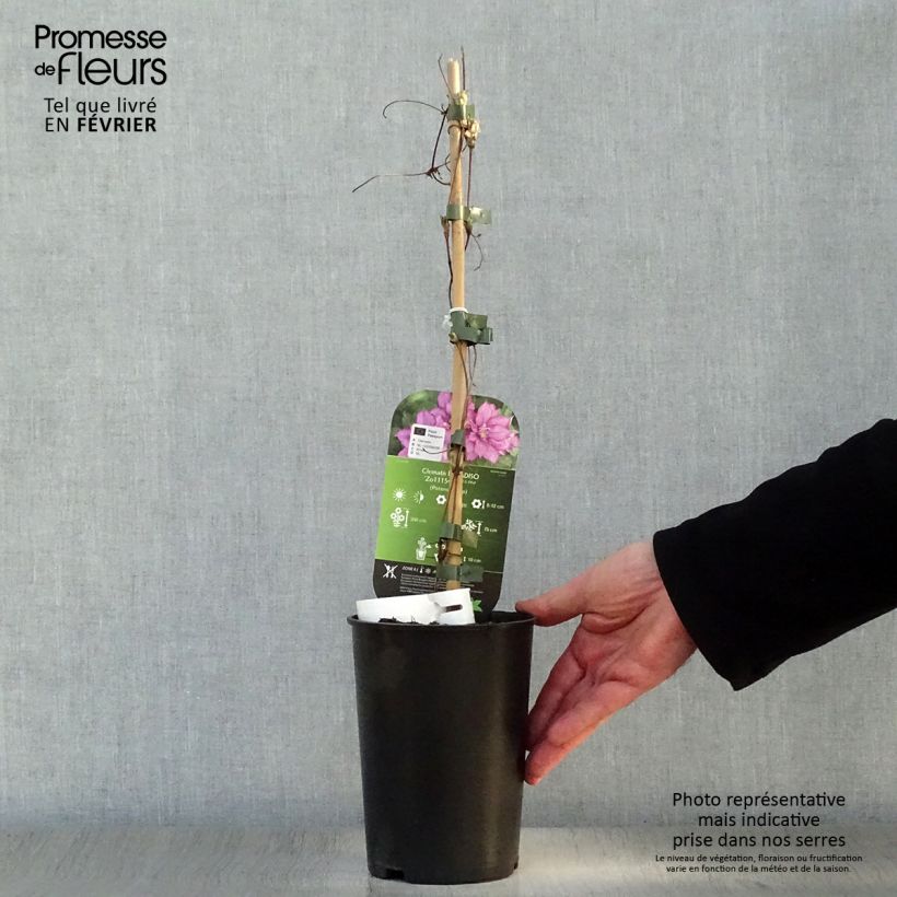 Exemplar von Waldrebe Paradiso - Clematis Topf mit 2L/3L wie im Winter geliefert