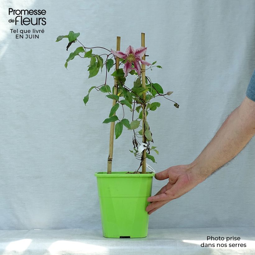 Exemplar von Waldrebe Patricia Ann Fretwell - Clematis Topf mit 1,5L/2L wie im Sommer geliefert