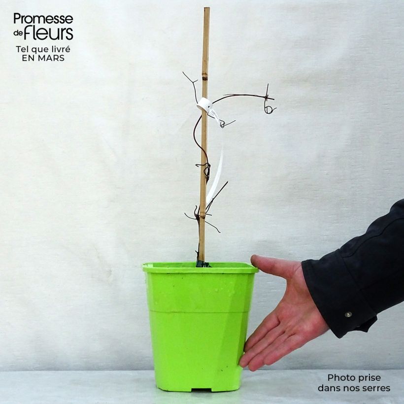 Exemplar von Waldrebe Patricia Ann Fretwell - Clematis Topf mit 1,5L/2L wie im Frühjahr geliefert