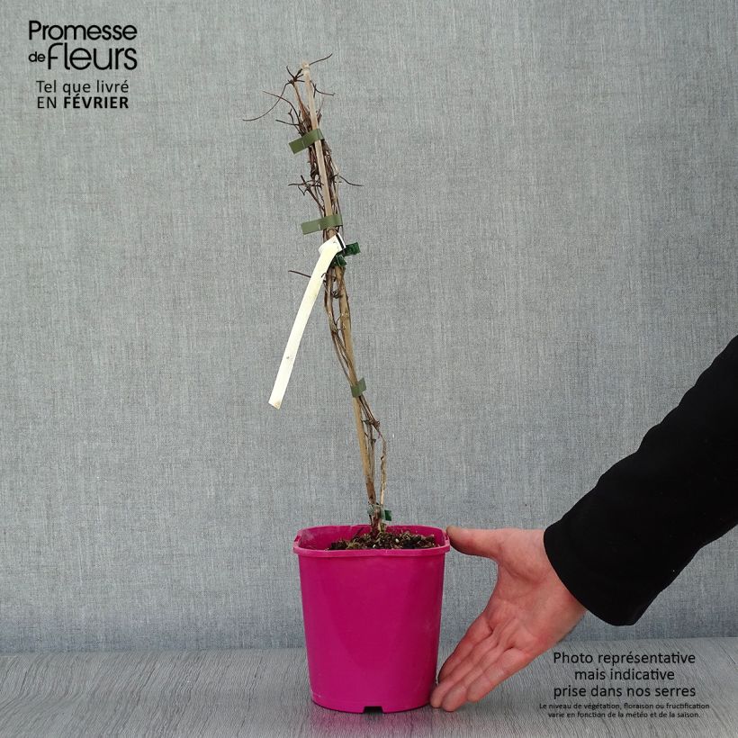 Exemplar von Waldrebe Patricia Ann Fretwell - Clematis Topf mit 1,5L/2L wie im Winter geliefert