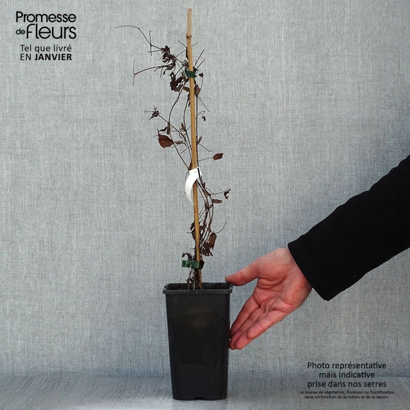 Exemplar von Waldrebe Picardy - Clematis Topf mit 1,5L/2L wie im Winter geliefert
