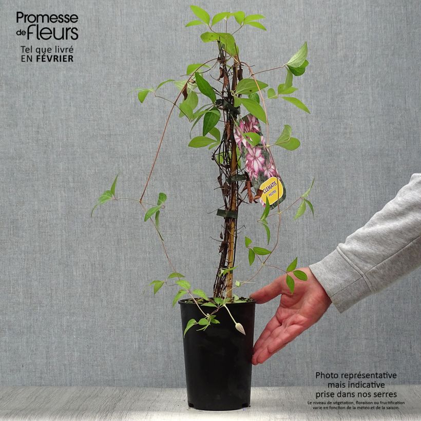 Exemplar von Waldrebe Picotee - Clematis Topf mit 2L/3L wie im Herbst geliefert