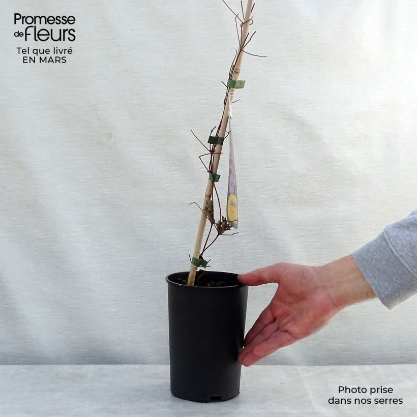 Exemplar von Waldrebe Piilu - Clematis Topf mit 2L/3L wie im Frühjahr geliefert