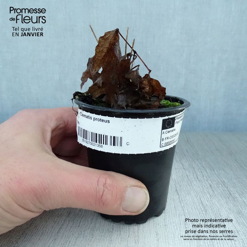 Exemplar von Waldrebe Proteus - Clematis Kleine Töpfe von 8/9 cm wie im Winter geliefert