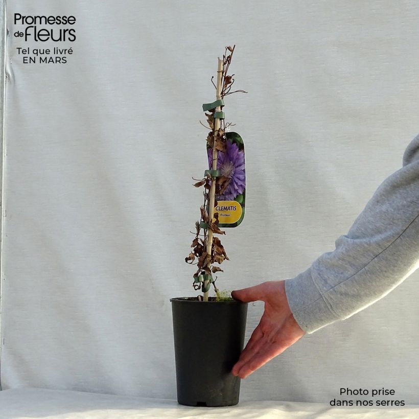 Exemplar von Waldrebe Proteus - Clematis Topf mit 2L/3L wie im Frühjahr geliefert