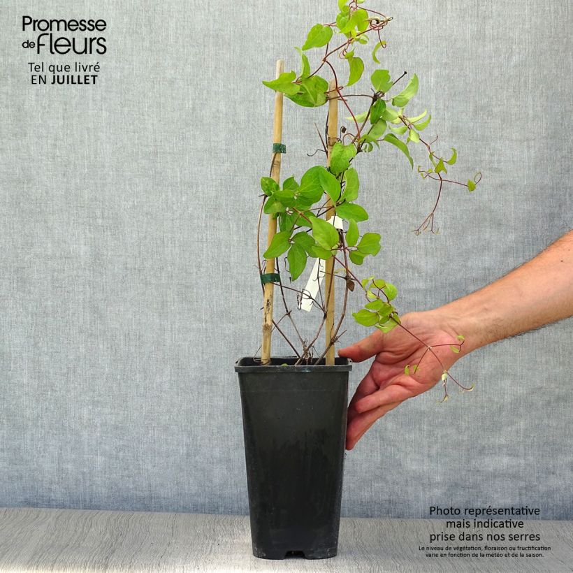 Exemplar von Waldrebe Rebecca - Clematis Topf mit 2L/3L wie im Sommer geliefert
