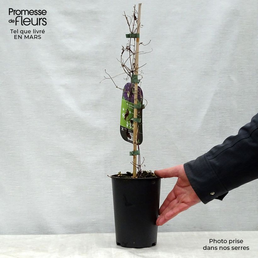 Exemplar von Waldrebe Romantika - Clematis Topf mit 2L/3L wie im Frühjahr geliefert